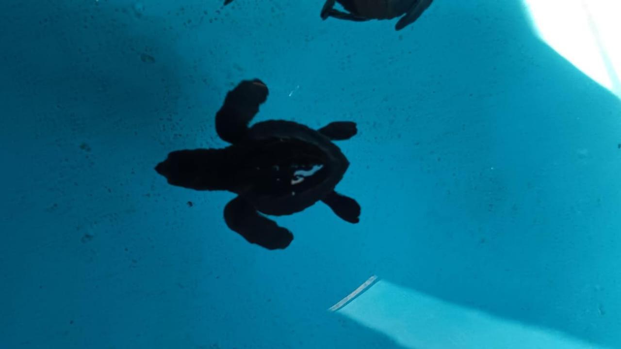 The Beach Bungalows & Turtle Sanctuary Pemuteran  Luaran gambar