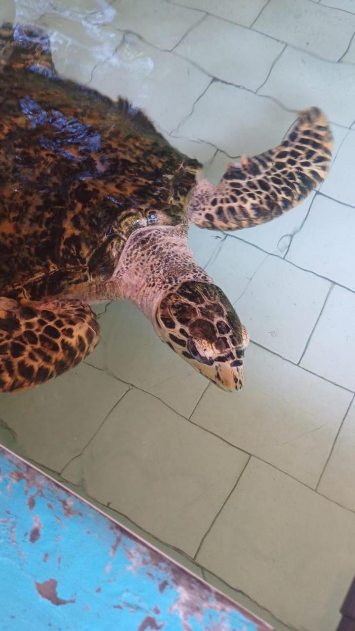 The Beach Bungalows & Turtle Sanctuary Pemuteran  Luaran gambar
