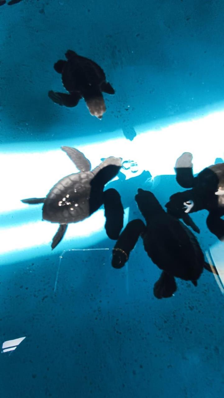 The Beach Bungalows & Turtle Sanctuary Pemuteran  Luaran gambar