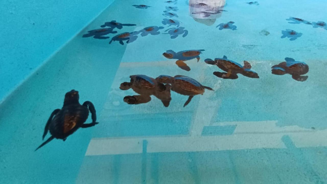 The Beach Bungalows & Turtle Sanctuary Pemuteran  Luaran gambar