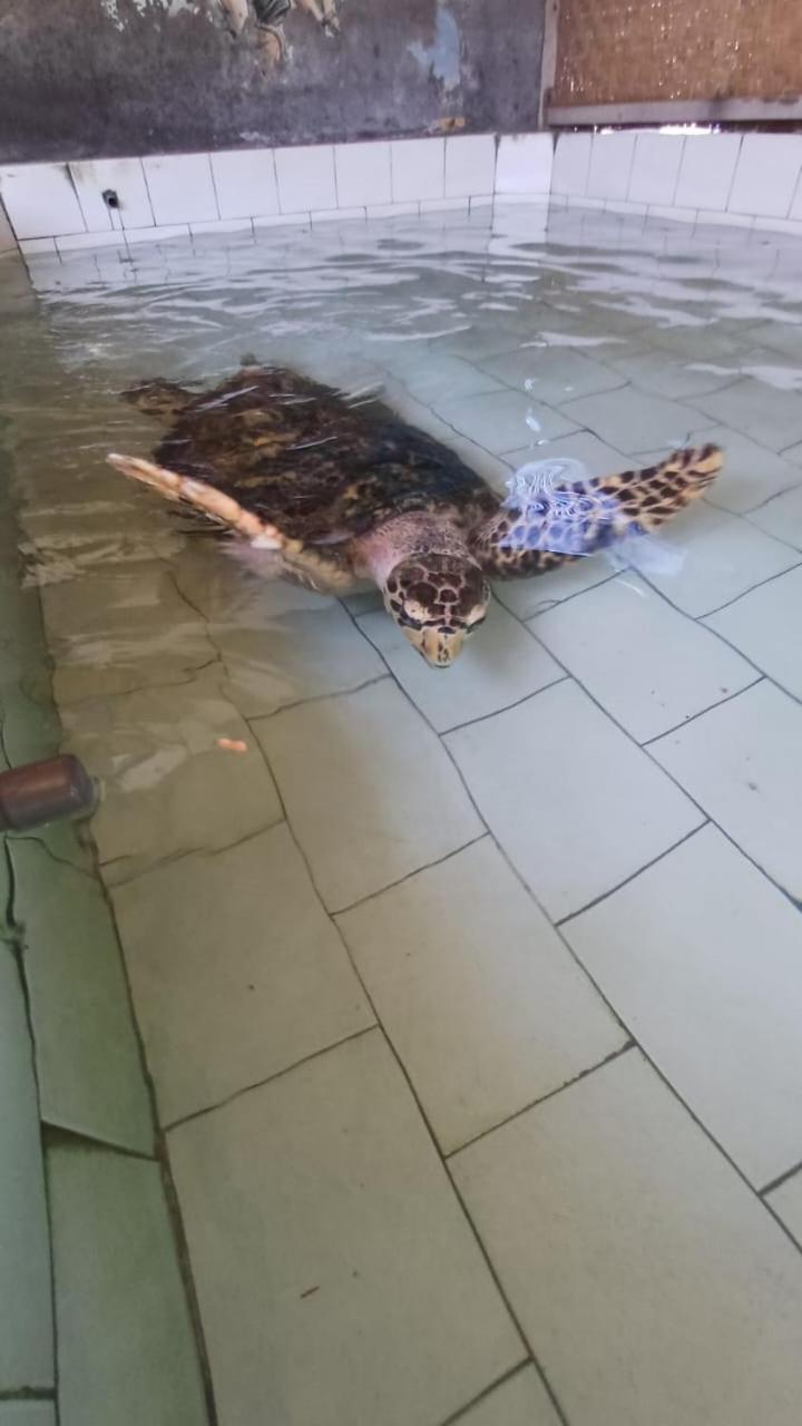 The Beach Bungalows & Turtle Sanctuary Pemuteran  Luaran gambar
